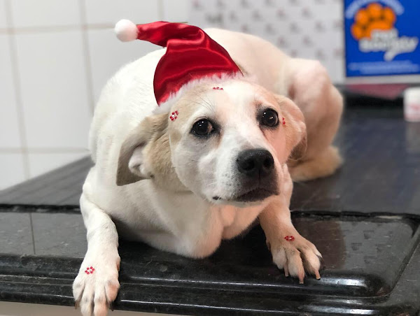 Foto 6 Zoo Loja Pet Shop e Clínica Veterinária.