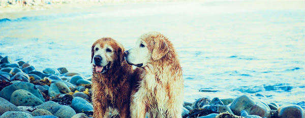 Foto 1 Pet Shop Vida Animal - Unidade Cerro Azul