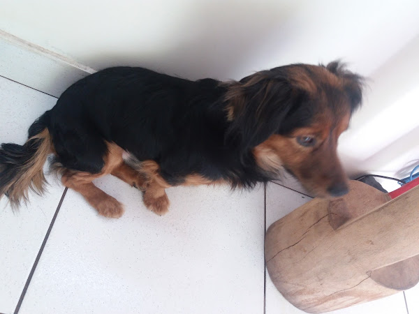 Foto 4 Pet Shop Vida Animal - Unidade Cerro Azul