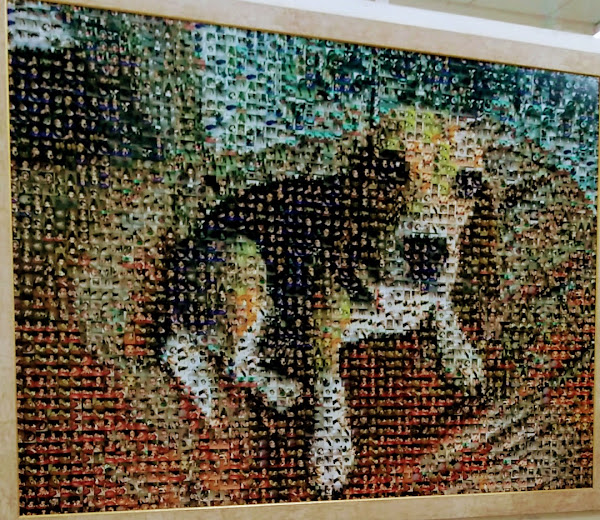 Foto 5 Pet Shop Vida Animal - Unidade Cerro Azul