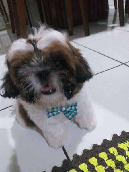 Foto 4 Pet Shop Vida Animal - Unidade Guaiapó