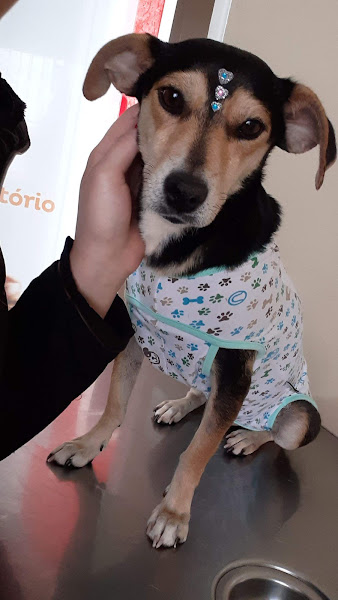 Foto 1 Clínica Veterinário Meu Amigão