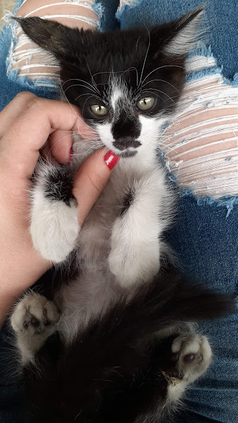 Foto 2 Clínica Veterinário Meu Amigão