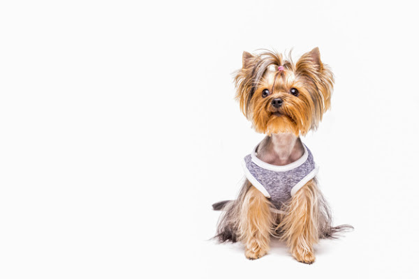 Foto 6 Arco Íris Pet Shop