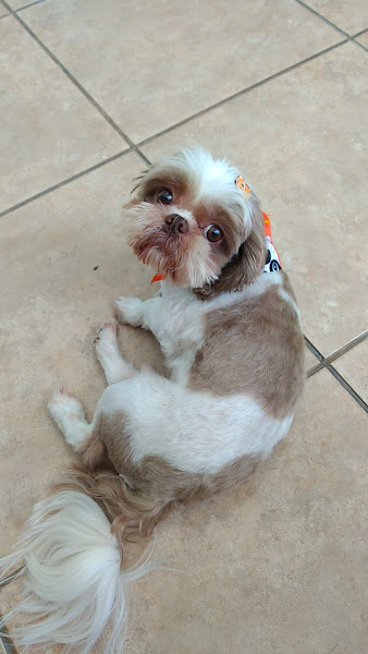 Foto 1 Universo Pet Campinas | Banho e Tosa | Veterinária | Vacinas