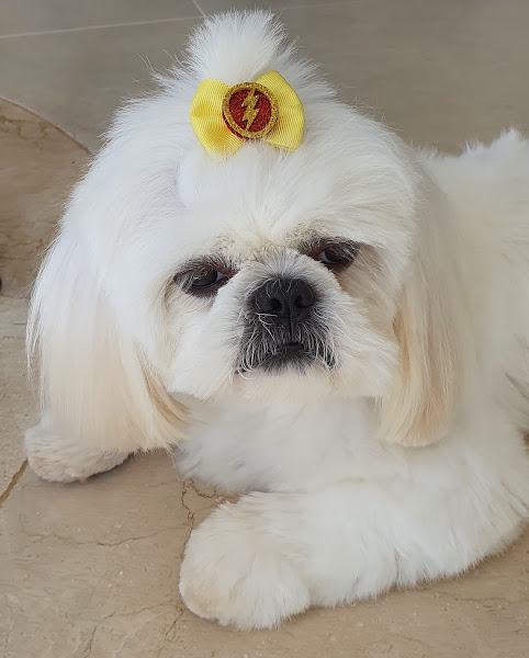 Foto 1 Chiara Pet Shop | Banho & Tosa | Creche e Hospedagem | Rações | Medicamentos e Acessorios