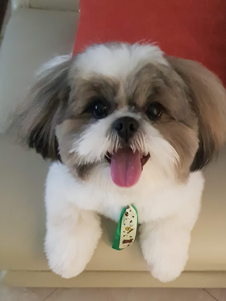 Foto 2 Chiara Pet Shop | Banho & Tosa | Creche e Hospedagem | Rações | Medicamentos e Acessorios