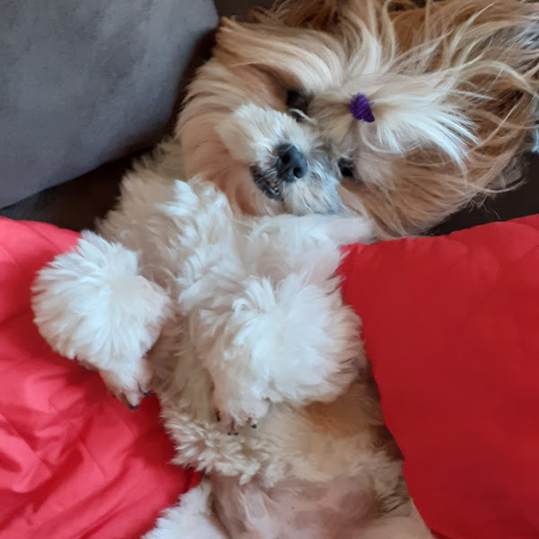 Foto 3 Chiara Pet Shop | Banho & Tosa | Creche e Hospedagem | Rações | Medicamentos e Acessorios