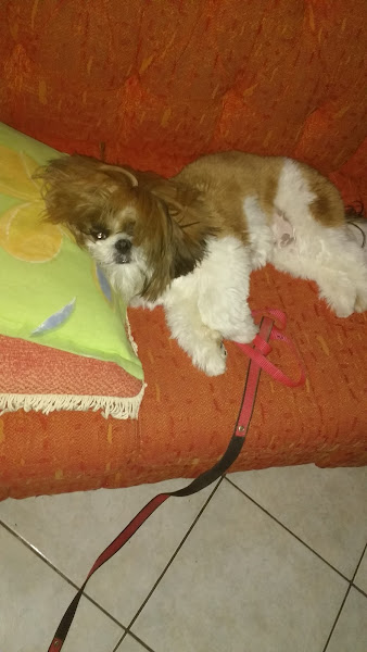 Foto 2 Eco Center Pet