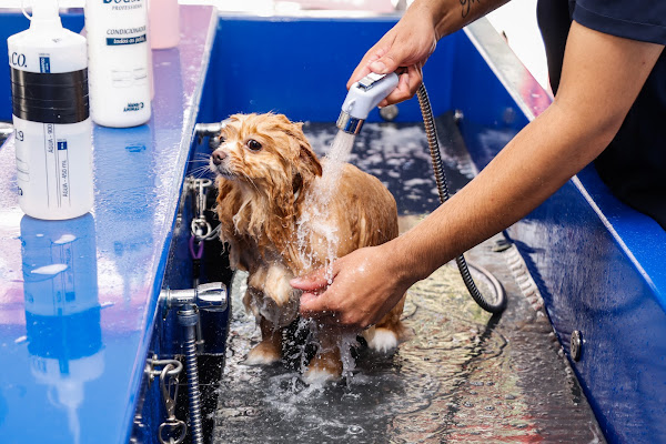 Foto 2 Castelo LaPet