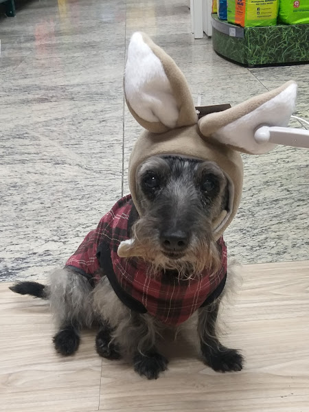 Foto 4 Cobasi Campinas Princesa D'Oeste