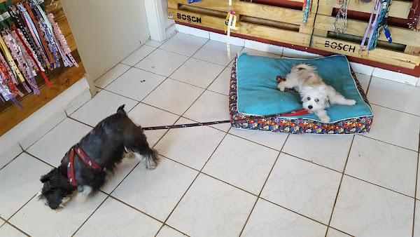 Foto 1 Pet Casa Animal