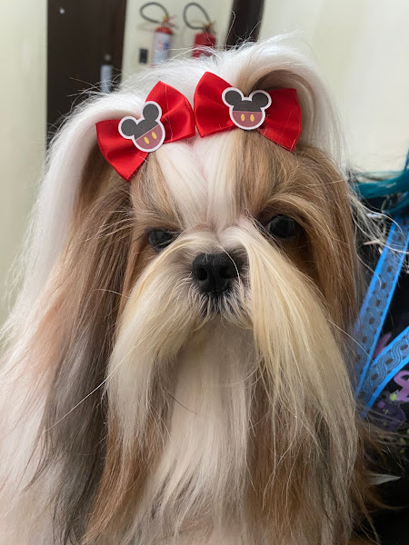 Foto 1 Estética Pet