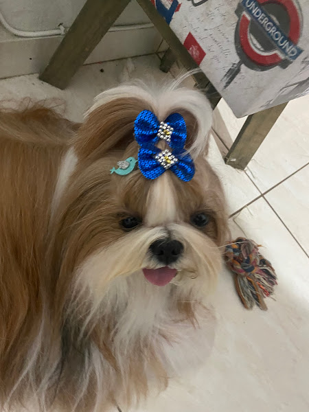 Foto 2 Estética Pet