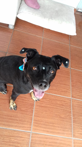 Foto 1 Prime Pet - Pet Shop e Banho & Tosa