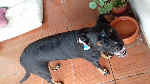 Foto 3 Prime Pet - Pet Shop e Banho & Tosa