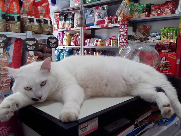 Foto 3 PET SHOP BICHOS E MIMOS.CÃO