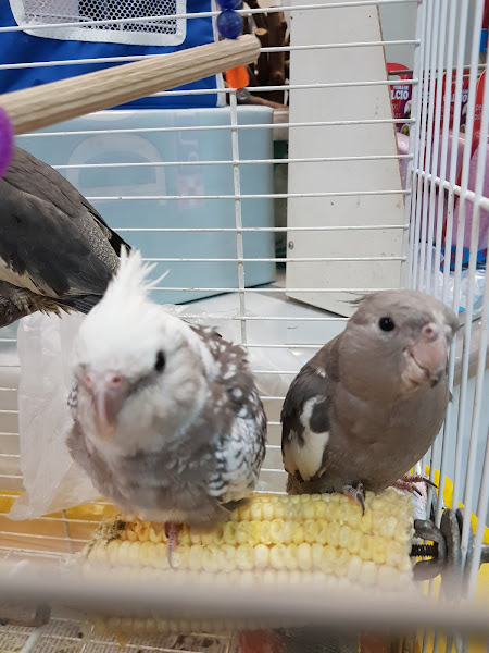 Foto 3 Pássaros & Cia