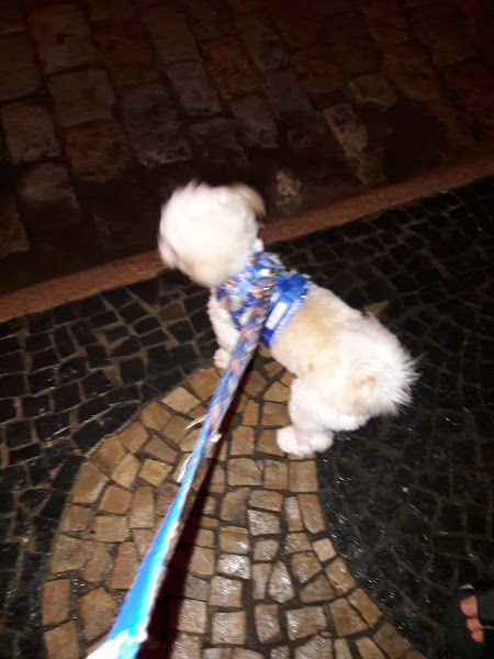 Foto 4 Cobasi Campinas Cambuí