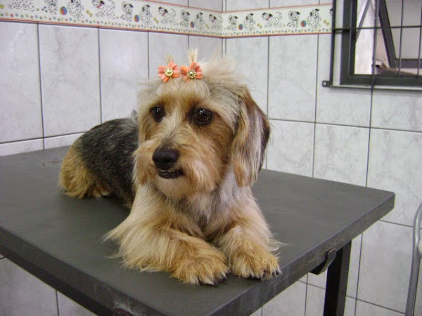 Foto 2 Dog Shower Pet Shop