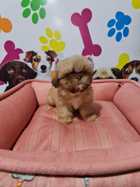 Foto 2 Pet Shop SOS Animal