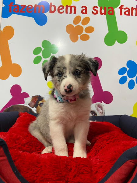 Foto 3 Pet Shop SOS Animal