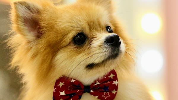 Foto 1 Portal Pet S/A