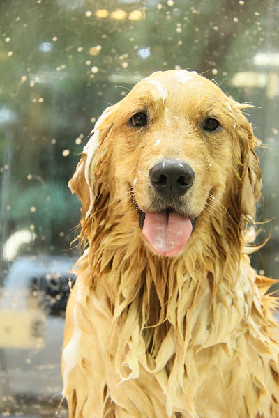 Foto 2 Portal Pet S/A