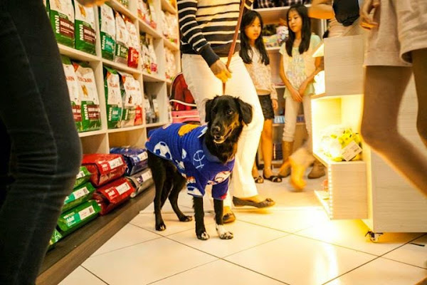 Foto 3 Portal Pet S/A