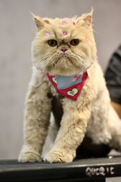 Foto 4 Portal Pet S/A Foto 4 Portal Pet S/A