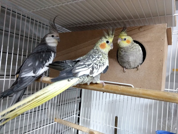 Foto 3 Mister Animal Pet Shop