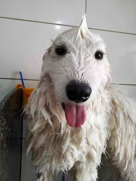 Foto 3 Pet Shop Toca do Bicho - Centro