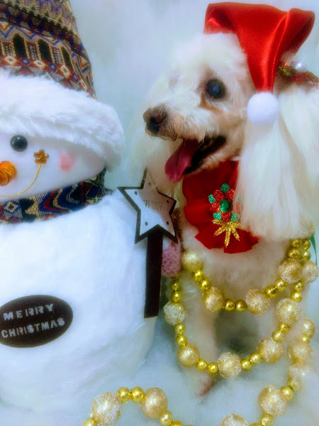 Pet Shop Banho e Tosa Santa Rita