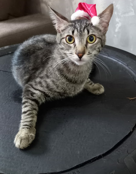 Banho e Tosa Dois Amigos