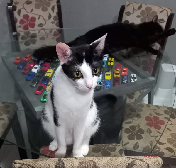 Foto 1 Banho e Tosa Dois Amigos