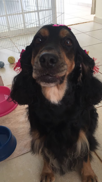 Foto 2 Banho e Tosa Dois Amigos