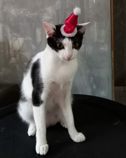 Foto 3 Banho e Tosa Dois Amigos