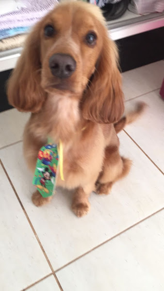 Foto 4 Banho e Tosa Dois Amigos