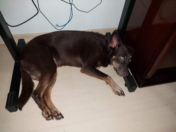 Foto 5 Banho e Tosa Dois Amigos