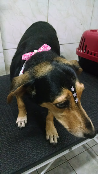 Foto 3 Patotinhas Pet Shop