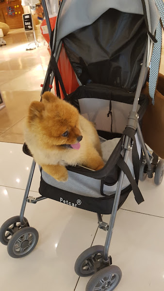 Foto 2 De Pets Petshop