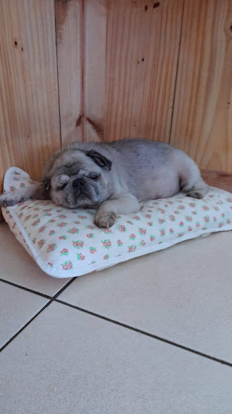 Foto 1 Bicho Chic Pet Shop