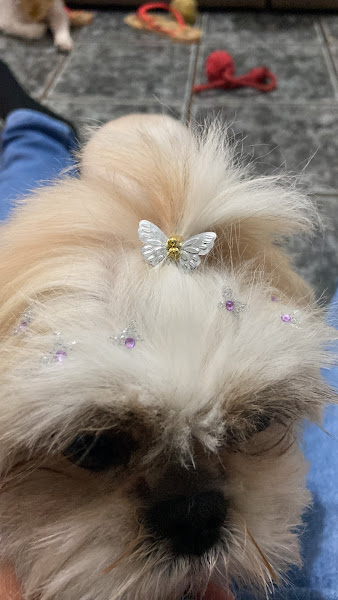 PET SHOP MR DOG BANHO E TOSA