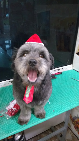 Foto 2 PET SHOP MR DOG BANHO E TOSA