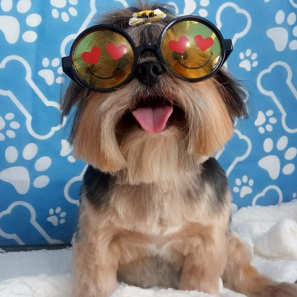 Foto 2 ESPAÇO CAT DOG