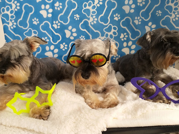 Foto 3 ESPAÇO CAT DOG