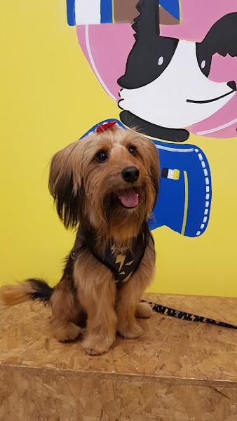 Foto 4 Padocão Maringá