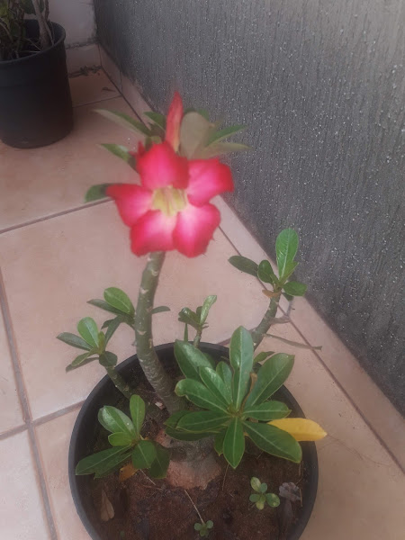 Foto 1 Pelos e Patas Veterinária e Pet shop