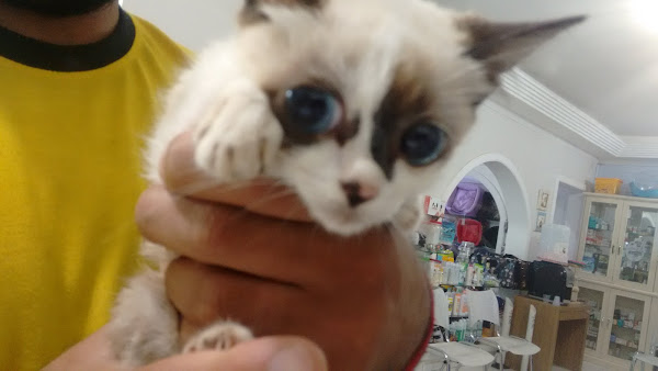 Foto 3 Clinica Veterinária Animal Center Maringá