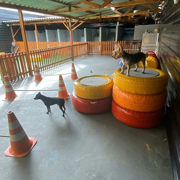 Foto 1 Tom Butique dos Bichos - Creche para Cães, Hotel para Cães e Gatos, Banho e Tosa e Pet Shop.